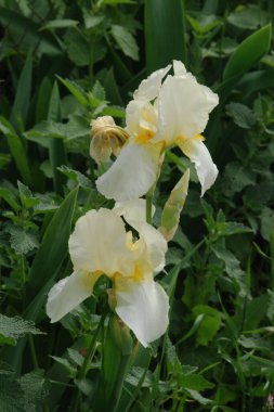 Horozlar veya irisler (Latin Iris)   