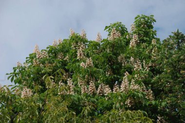 Chestnut (Castanea Tourn), kayın familyasından bir yaprak ağacı cinsidir. 