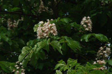 Chestnut (Castanea Tourn), kayın familyasından bir yaprak ağacı cinsidir. 