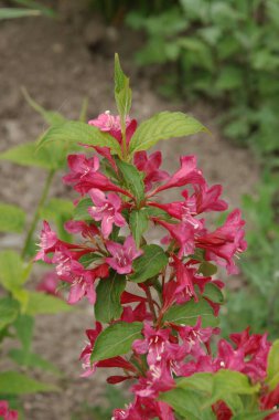 Kanada Yahuda Ağacı, Kanada Cercis 