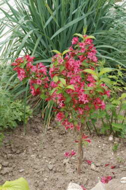 Kanada Yahuda Ağacı, Kanada Cercis 
