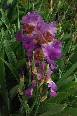 Horozlar veya irisler (Latin Iris)   