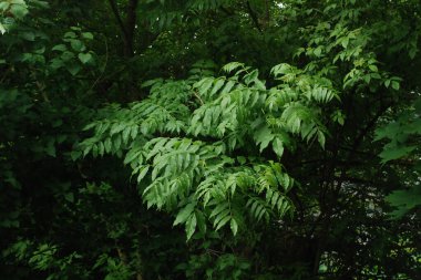 Kül, dişbudak ağacı (