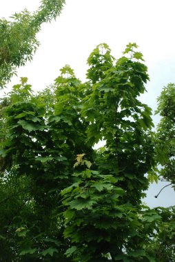 Akçaağaç ya da çınar akçaağaç (Acer platanoides L.)