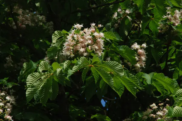 Chestnut (Castanea Tourn), kayın familyasından bir yaprak ağacı cinsidir. 