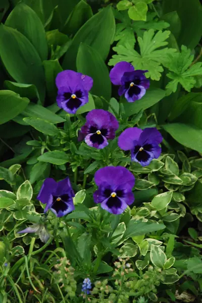 Üç renkli menekşe, vahşi nonoş (Viola üç renkli L.) 