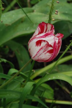Bahçe lalesi (Tulipa gesneriana), zambak familyasından bir bitki türü.
