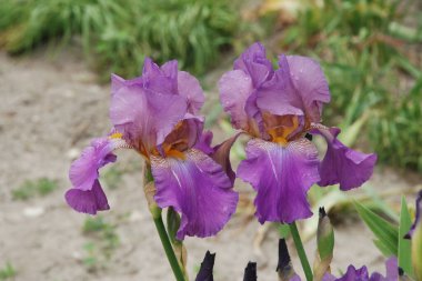 Horozlar veya irisler (Latin Iris)   