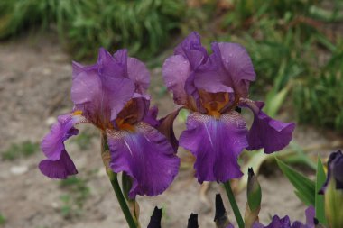 Roosters or irises (Latin Iris)   