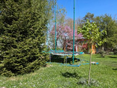Kanada Yahuda Ağacı, Kanada Cercis