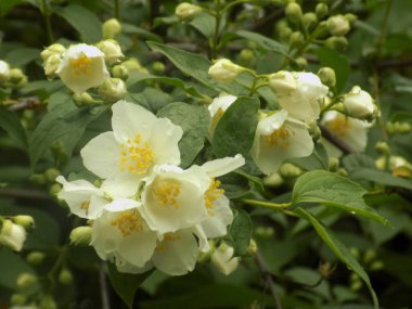 Yasmin, yasmin, yasmyn (eskimiş), zeytin familyasından bir bitki türü. Alaycı portakal (lat. Hughdelphus coronarius)          