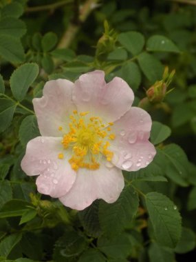 Köpek Balığı Gül (Rosa Canina)          