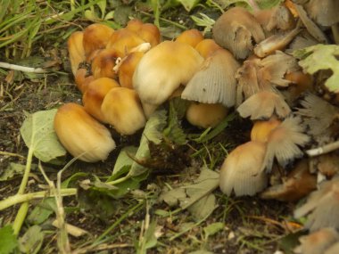 Titrek bok böceği (lat. Coprinellus micaceus)          