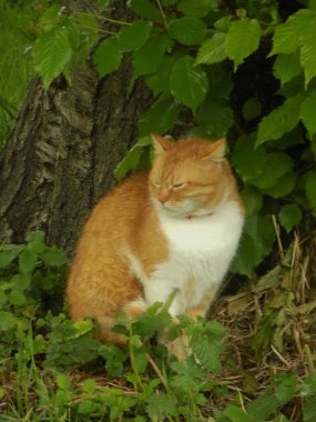 Kedi kedisi (Latince Felis Silvestris catus), kedigiller (Felis) familyasından bir kedi türü.)           