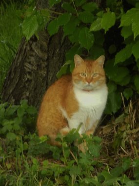 Kedi kedisi (Latince Felis Silvestris catus), kedigiller (Felis) familyasından bir kedi türü.)           