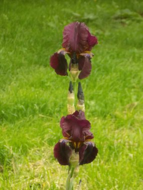 Horozlar veya irisler (Latin Iris)             