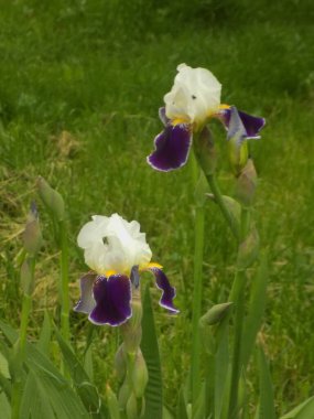 Horozlar veya irisler (Latin Iris)             