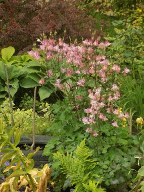 Yaygın kolumbin, kolumbin, su yakalama (Aquilegia vulgaris)           