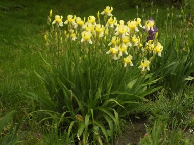 Horozlar veya irisler (Latin Iris)          