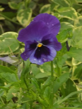 Üç renkli menekşe, vahşi nonoş (Viola üç renkli L.)           