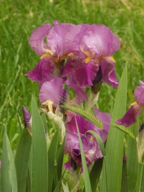 Horozlar veya irisler (Latin Iris)          
