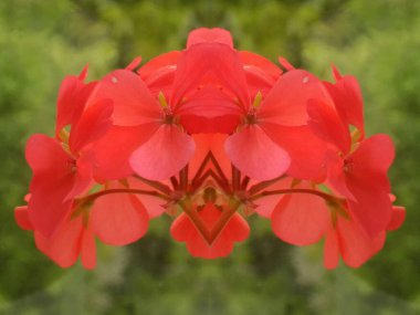 Petunya (Fransız petunyasından Latince Petunya - tütün) - bitkisel bitki cinsi.         