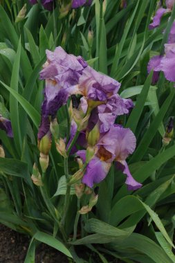 Horozlar veya irisler (Latin Iris)