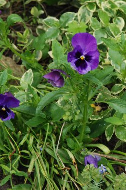 Üç renkli menekşe, vahşi nonoş (Viola üç renkli L.) 