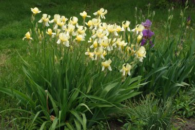 Horozlar veya irisler (Latin Iris)