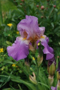 Horozlar veya irisler (Latin Iris)