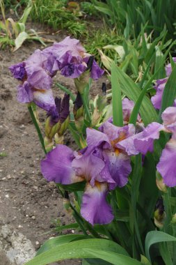 Horozlar veya irisler (Latin Iris)