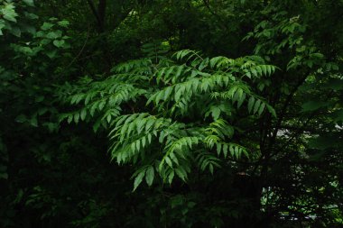 Kül, dişbudak ağacı (