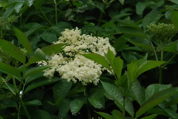 Yaygın dağ külleri (Sorbus aucuparia)