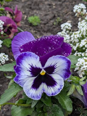 Üç renkli menekşe, vahşi nonoş (Viola üç renkli L.) 