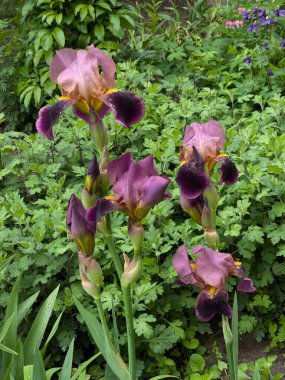  Horozlar veya irisler (Latin Iris)