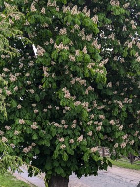 Chestnut (Castanea Tourn), kayın familyasından bir yaprak ağacı cinsidir. 