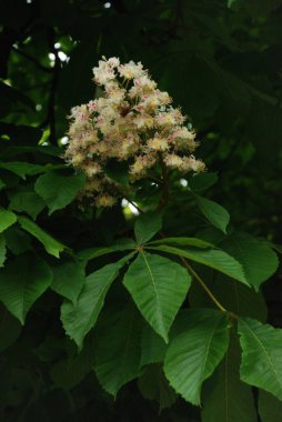 Chestnut (Castanea Tourn), kayın familyasından bir yaprak ağacı cinsidir. 