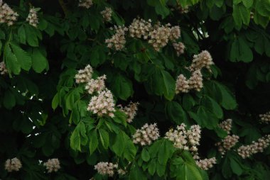 Chestnut (Castanea Tourn), kayın familyasından bir yaprak ağacı cinsidir. 