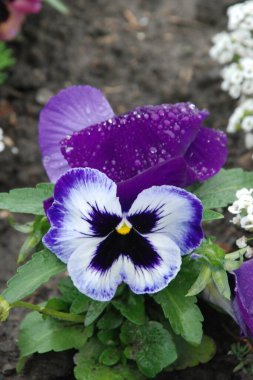Üç renkli menekşe, vahşi nonoş (Viola üç renkli L.) 