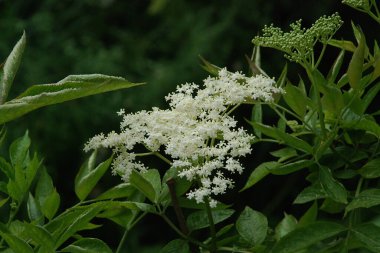 Yaygın dağ külleri (Sorbus aucuparia)