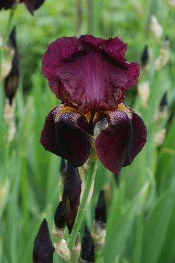  Horozlar veya irisler (Latin Iris)