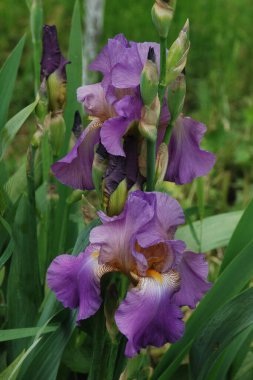  Horozlar veya irisler (Latin Iris)