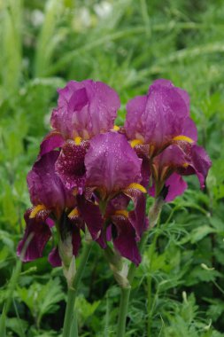  Horozlar veya irisler (Latin Iris)