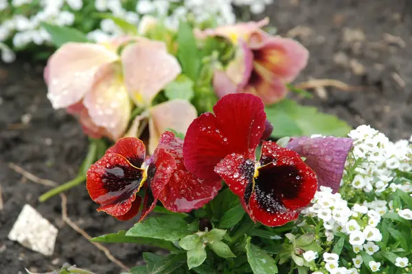 Üç renkli menekşe, vahşi nonoş (Viola üç renkli L.) 