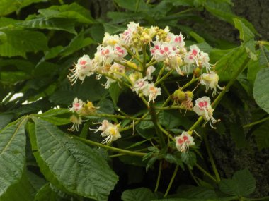 Chestnut (Castanea Tourn), kayın familyasından bir yaprak ağacı cinsidir.           