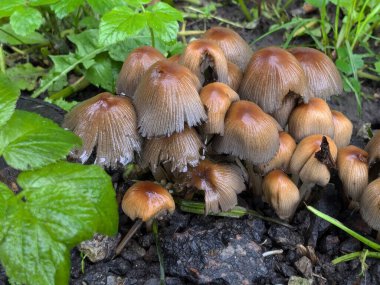 Titrek bok böceği (lat. Coprinellus micaceus)  