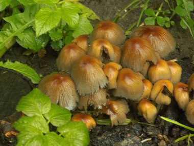 Titrek bok böceği (lat. Coprinellus micaceus) 