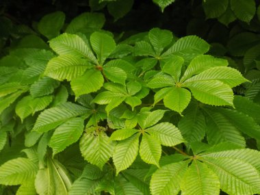 Chestnut (Castanea Tourn), kayın familyasından bir yaprak ağacı cinsidir.          