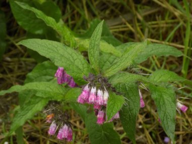 Comfrey (Symphytum officinale), Asteraceae familyasından bir bitki türü..