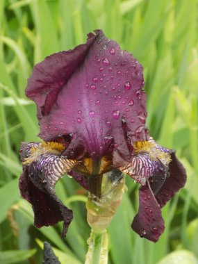 Horozlar veya irisler (Latin Iris)          